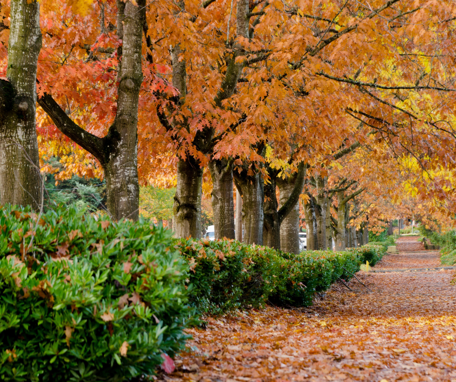 suburb in redmond washington